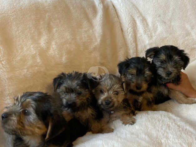 Beautiful Yorkshire terrier puppies for sale in Bromley, Bromley, Greater London - Image 3