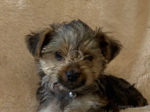 Beautiful Yorkshire terrier puppies for sale in Bromley, Bromley, Greater London - Image 4