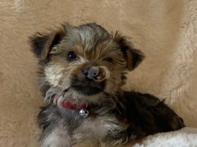 Beautiful Yorkshire terrier puppies for sale in Bromley, Bromley, Greater London - Image 5