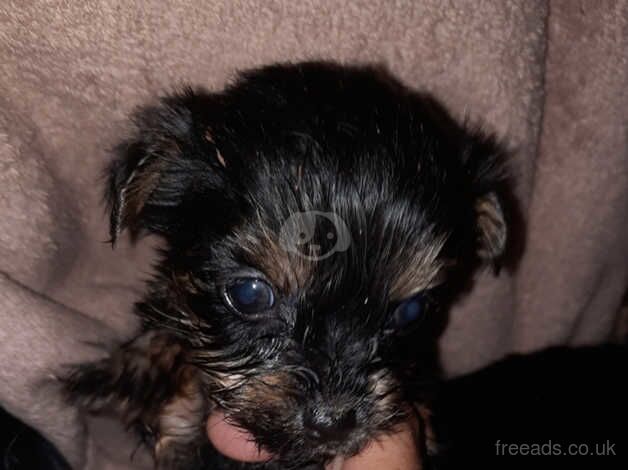 Beautiful Yorkshire terrier puppies for sale in Crewe, Cheshire