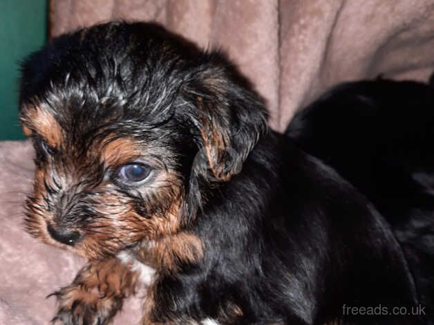 Beautiful Yorkshire terrier puppies for sale in Crewe, Cheshire - Image 2