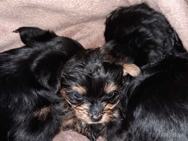 Beautiful Yorkshire terrier puppies for sale in Crewe, Cheshire - Image 3