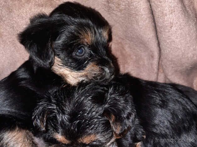 Beautiful Yorkshire terrier puppies for sale in Crewe, Cheshire - Image 4