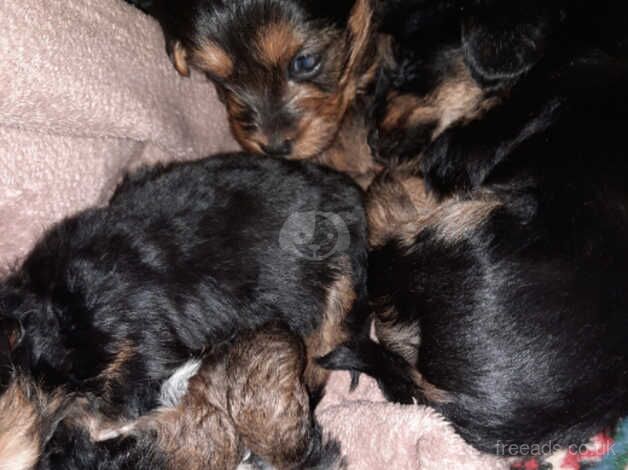 Beautiful Yorkshire terrier puppies for sale in Crewe, Cheshire - Image 5