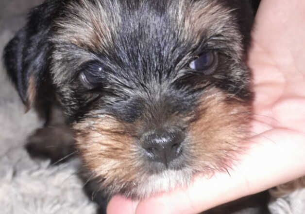 beautiful yorkshire terrier puppies for sale in Eastleigh, Hampshire