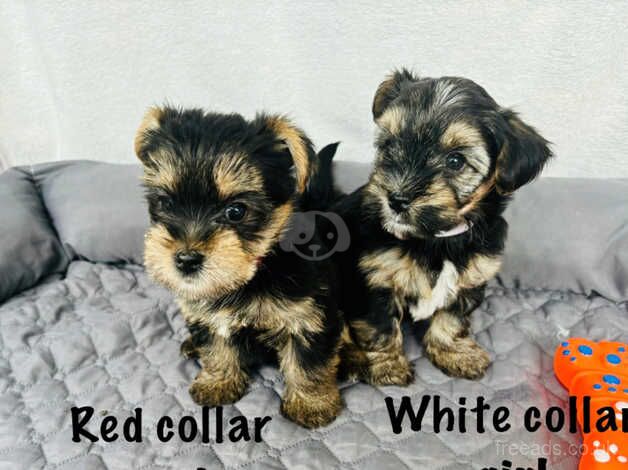 Beautiful yorkshire terrier puppies for sale in Maidstone, Kent