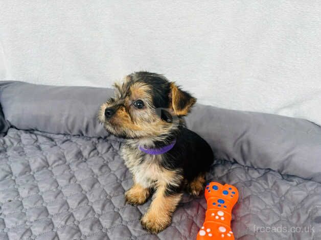 Beautiful yorkshire terrier puppies for sale in Maidstone, Kent - Image 2