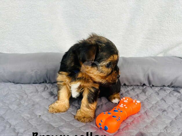 Beautiful yorkshire terrier puppies for sale in Maidstone, Kent - Image 3