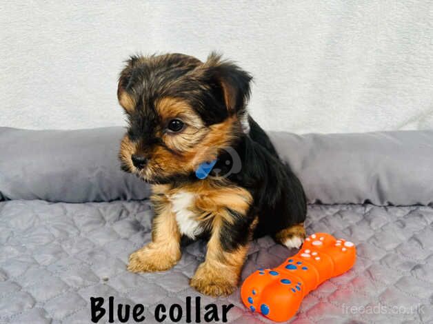 Beautiful yorkshire terrier puppies for sale in Maidstone, Kent - Image 4