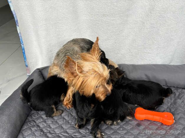 Beautiful yorkshire terrier puppies for sale in Maidstone, Kent - Image 5