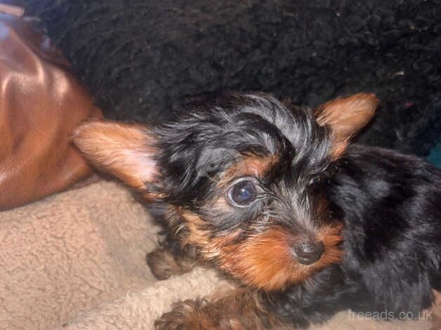 Beautiful Yorkshire terrier puppies for sale in Manchester, Greater Manchester