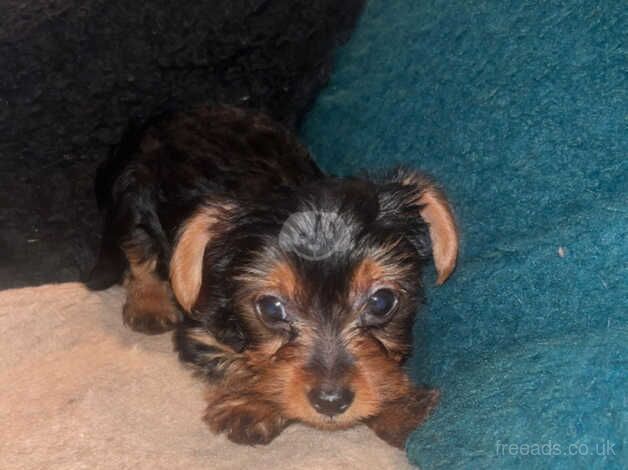 Beautiful Yorkshire terrier puppies for sale in Manchester, Greater Manchester - Image 2