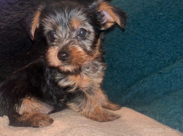 Beautiful Yorkshire terrier puppies for sale in Manchester, Greater Manchester - Image 3