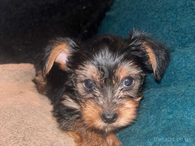 Beautiful Yorkshire terrier puppies for sale in Manchester, Greater Manchester - Image 4