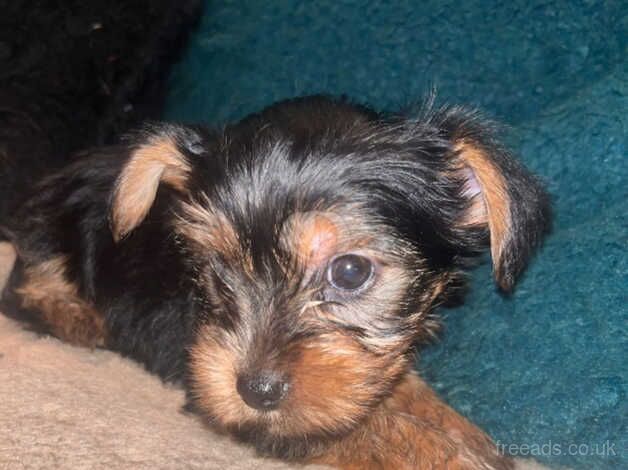 Beautiful Yorkshire terrier puppies for sale in Manchester, Greater Manchester - Image 5