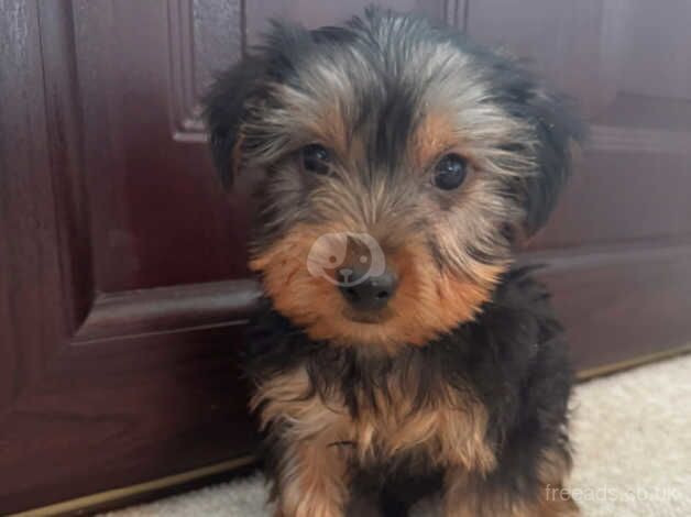 Beautiful Yorkshire terrier puppies for sale in Newcastle Emlyn/Castell Newydd Emlyn, Carmarthensh