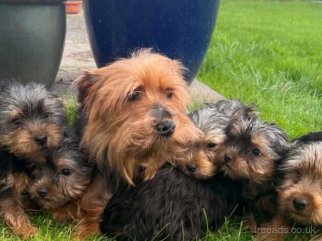 Beautiful Yorkshire terrier puppies for sale in Newcastle Emlyn/Castell Newydd Emlyn, Carmarthensh - Image 2