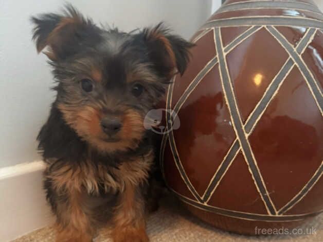 Beautiful Yorkshire terrier puppies for sale in Newcastle Emlyn/Castell Newydd Emlyn, Carmarthensh - Image 3