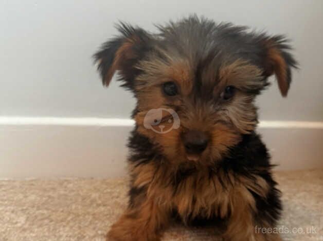 Beautiful Yorkshire terrier puppies for sale in Newcastle Emlyn/Castell Newydd Emlyn, Carmarthensh - Image 4