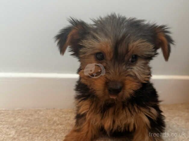 Beautiful Yorkshire terrier puppies for sale in Newcastle Emlyn/Castell Newydd Emlyn, Carmarthensh - Image 5