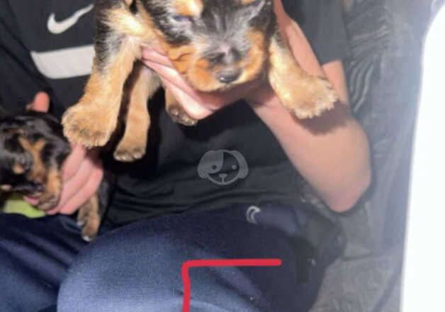 Beautiful yorkshire terrier puppies for sale in Tipton, West Midlands