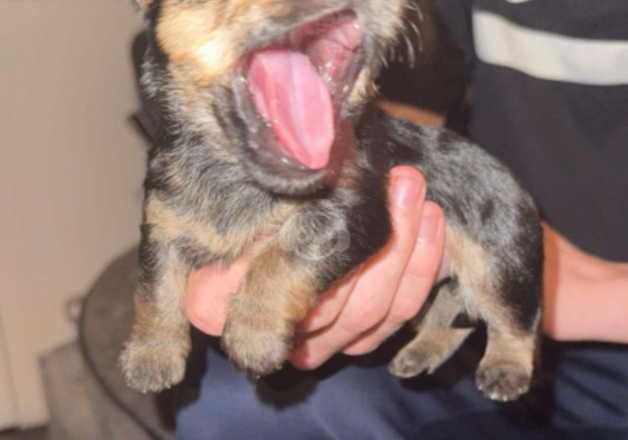 Beautiful yorkshire terrier puppies for sale in Tipton, West Midlands - Image 2