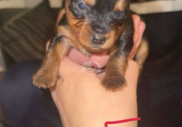 Beautiful yorkshire terrier puppies for sale in Tipton, West Midlands - Image 3