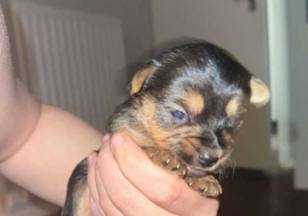 Beautiful yorkshire terrier puppies for sale in Tipton, West Midlands - Image 4