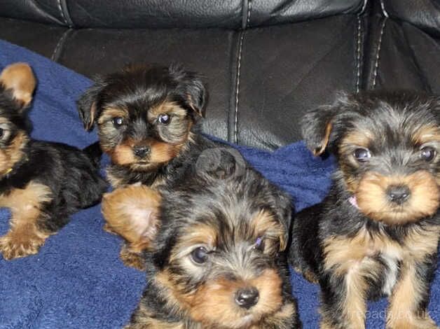 Beautiful Yorkshire terrier puppies for sale in Wellingborough, Northamptonshire - Image 1