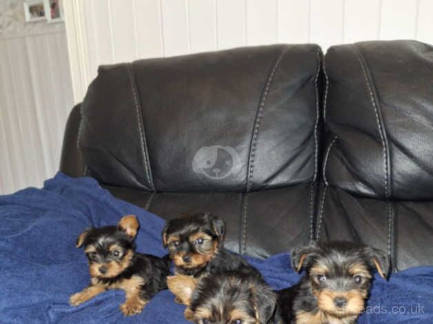 Beautiful Yorkshire terrier puppies for sale in Wellingborough, Northamptonshire - Image 2