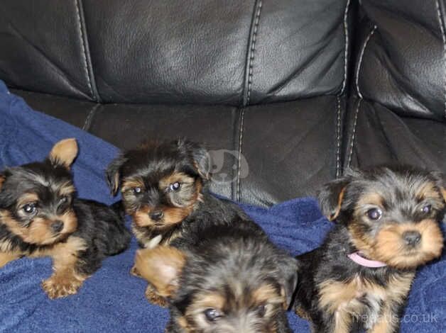 Beautiful Yorkshire terrier puppies for sale in Wellingborough, Northamptonshire - Image 3