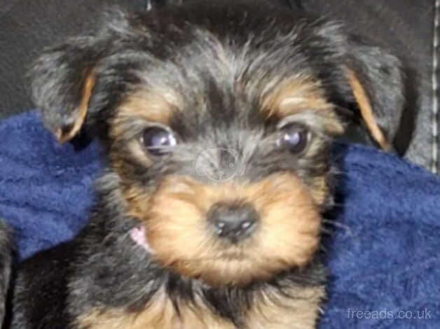 Beautiful Yorkshire terrier puppies for sale in Wellingborough, Northamptonshire - Image 5