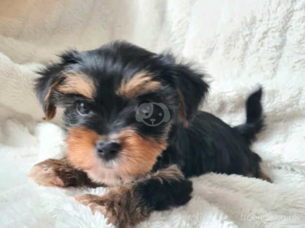 Beautiful Yorkshire terrier puppies ***READY NOW *** for sale in Southampton, Hampshire