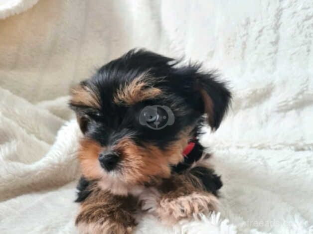 Beautiful Yorkshire terrier puppies ***READY NOW *** for sale in Southampton, Hampshire - Image 2