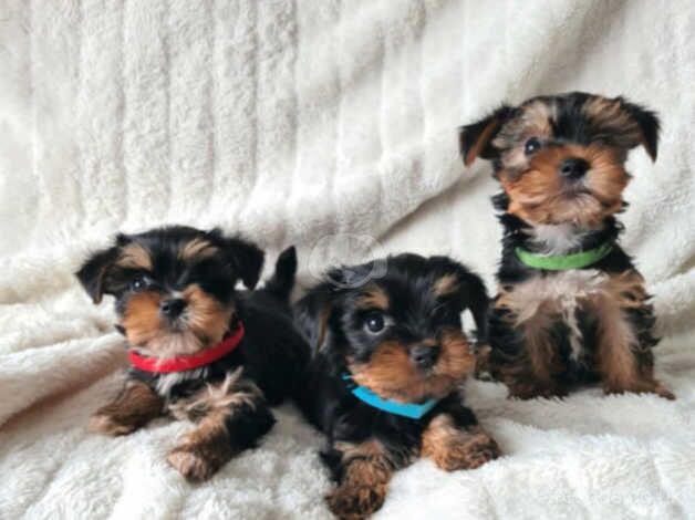 Beautiful Yorkshire terrier puppies ***READY NOW *** for sale in Southampton, Hampshire - Image 3