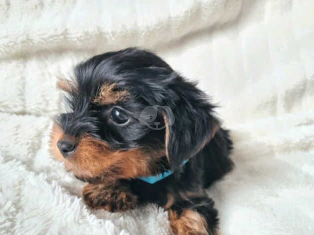 Beautiful Yorkshire terrier puppies ***READY NOW *** for sale in Southampton, Hampshire - Image 4