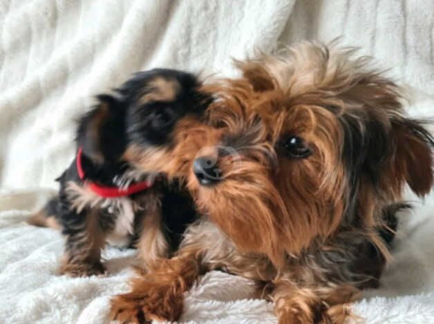 Beautiful Yorkshire terrier puppies ***READY NOW *** for sale in Southampton, Hampshire - Image 5