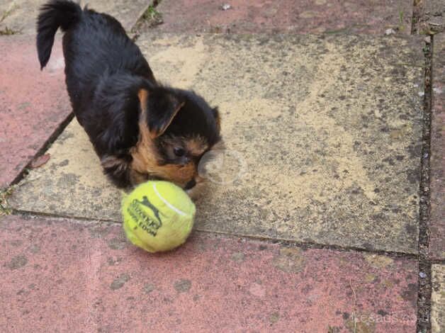 Beautiful yorkshire terrier puppy for sale in Boston, Lincolnshire - Image 1