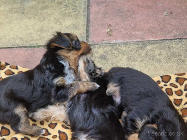 Beautiful yorkshire terrier puppy for sale in Boston, Lincolnshire - Image 3