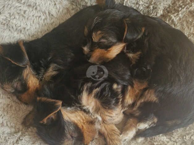 Beautiful yorkshire terrier puppy for sale in Boston, Lincolnshire - Image 4