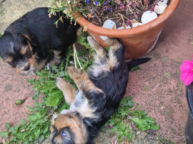 Beautiful yorkshire terrier puppy for sale in Boston, Lincolnshire - Image 5