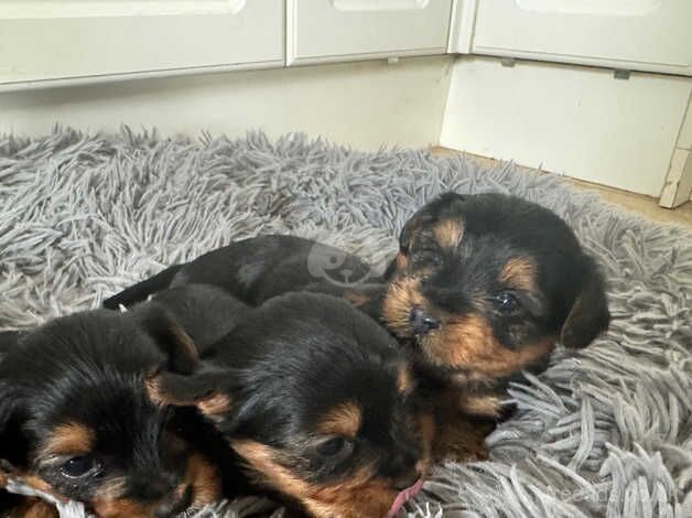 Beautiful Yorkshire terriers for sale in Clevedon, Somerset
