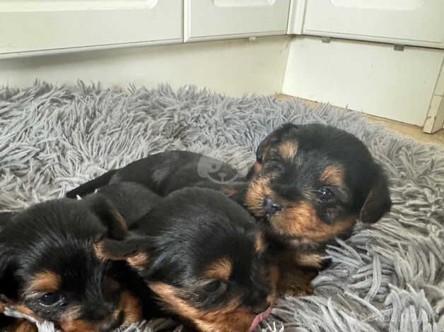 Beautiful Yorkshire terriers for sale in Clevedon, Somerset - Image 1