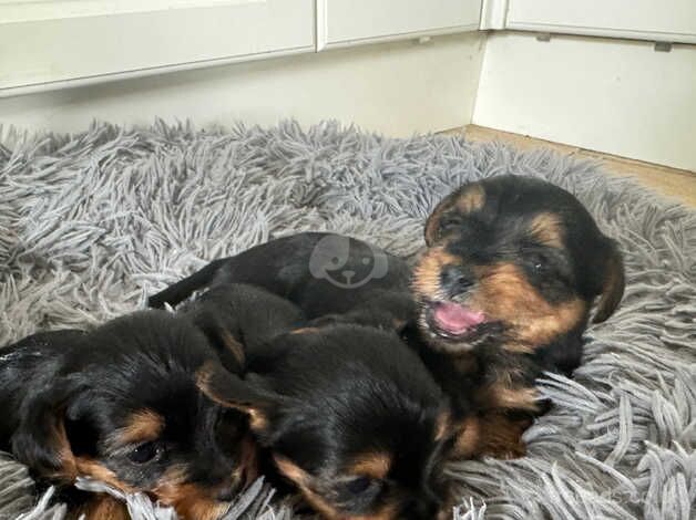 Beautiful Yorkshire terriers for sale in Clevedon, Somerset - Image 2