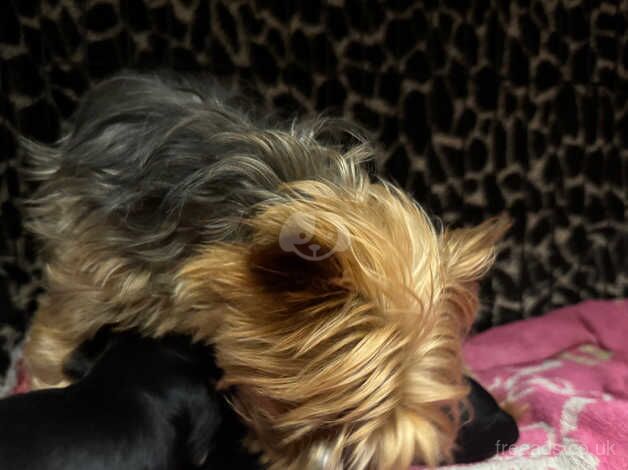 Beautiful Yorkshire terriers for sale in Clevedon, Somerset - Image 3