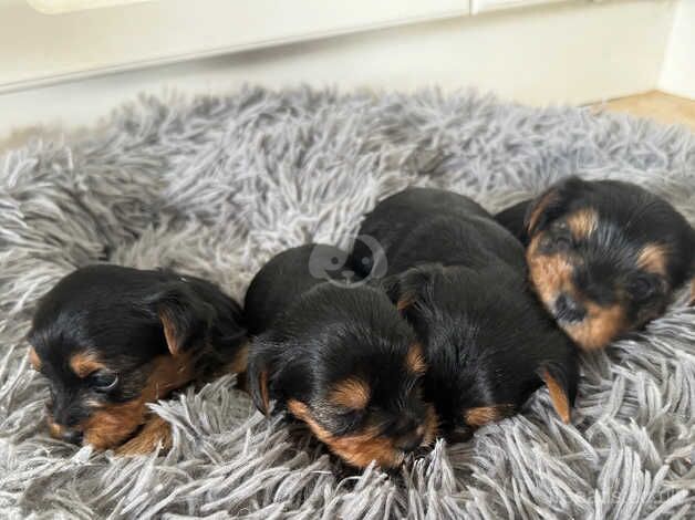 Beautiful Yorkshire terriers for sale in Clevedon, Somerset - Image 4