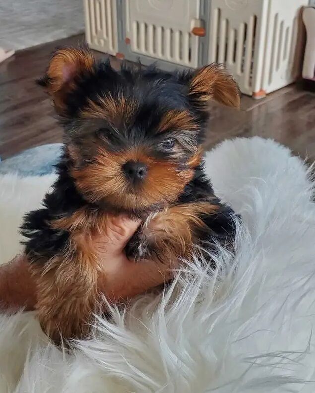 Better litter Yorkshire Terrier puppies for sale in Manchester, Greater Manchester