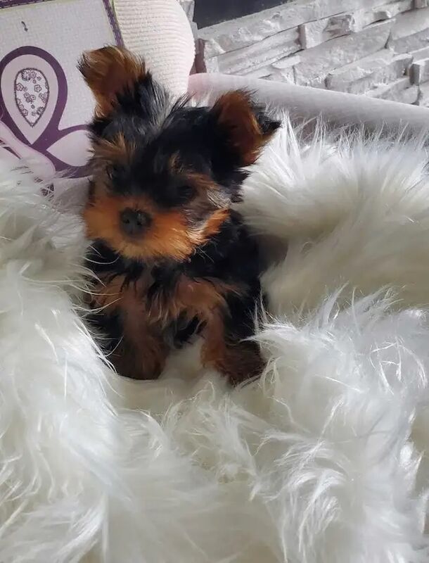 Better litter Yorkshire Terrier puppies for sale in Manchester, Greater Manchester - Image 2