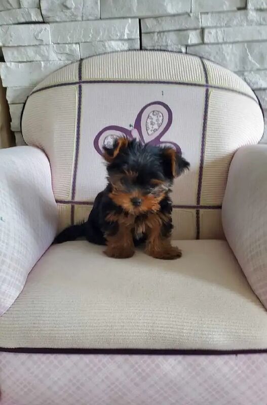 Better litter Yorkshire Terrier puppies for sale in Manchester, Greater Manchester - Image 3