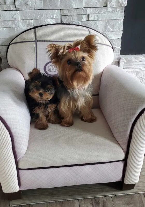 Better litter Yorkshire Terrier puppies for sale in Manchester, Greater Manchester - Image 4